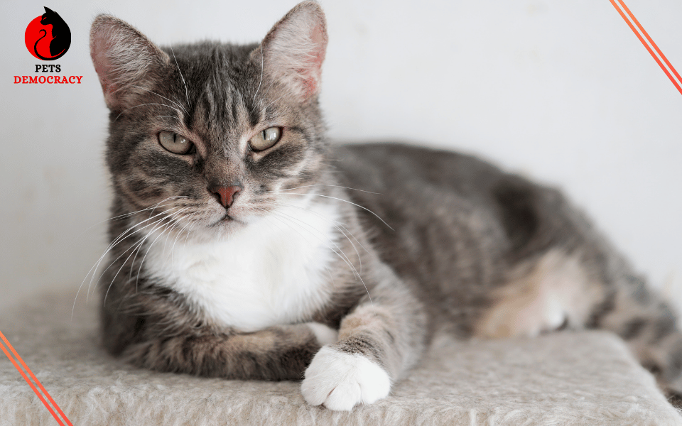 Gray Tabby Cats