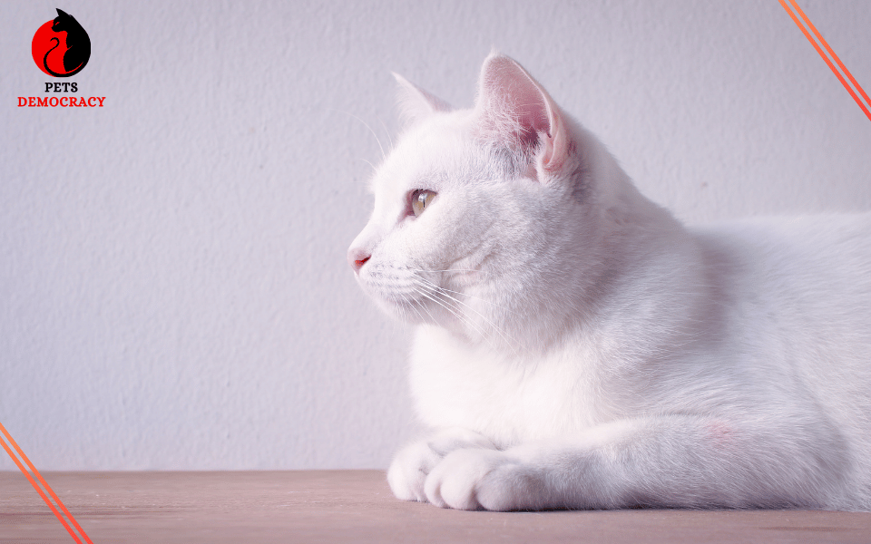 Fluffy White Cat Breeds