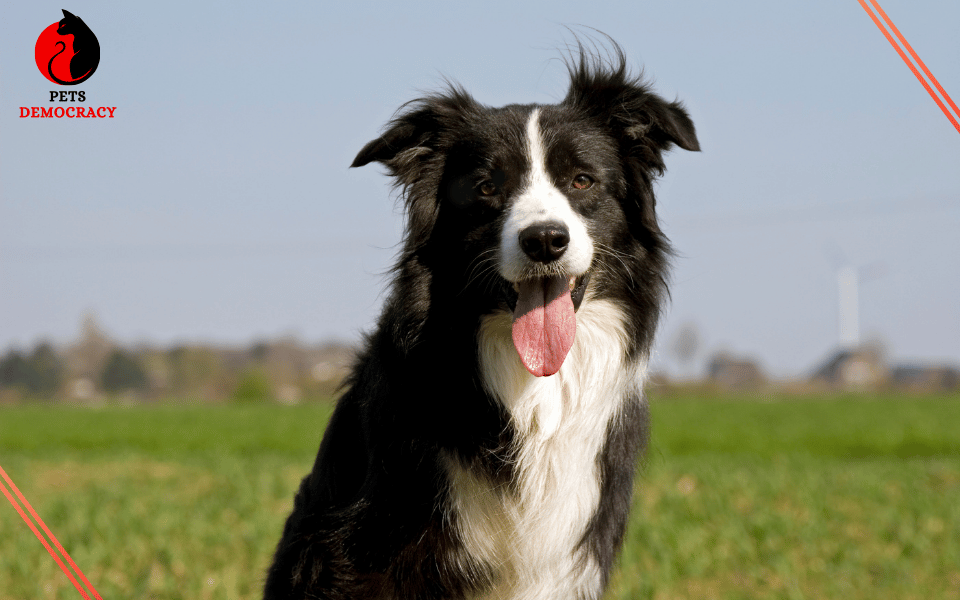 Best Dog Food for Border Collies 2024