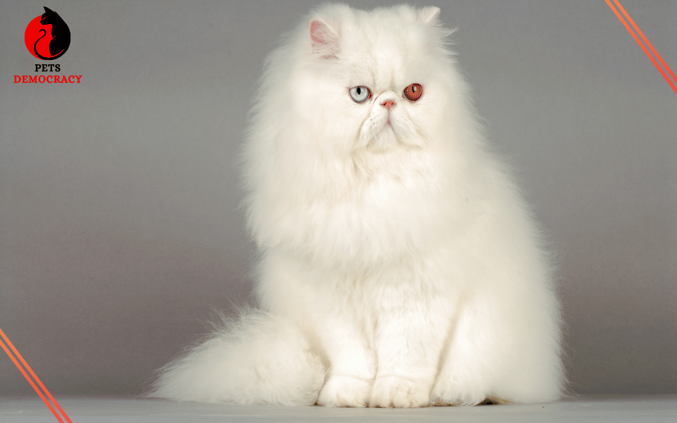 Persian Fluffy White Cat