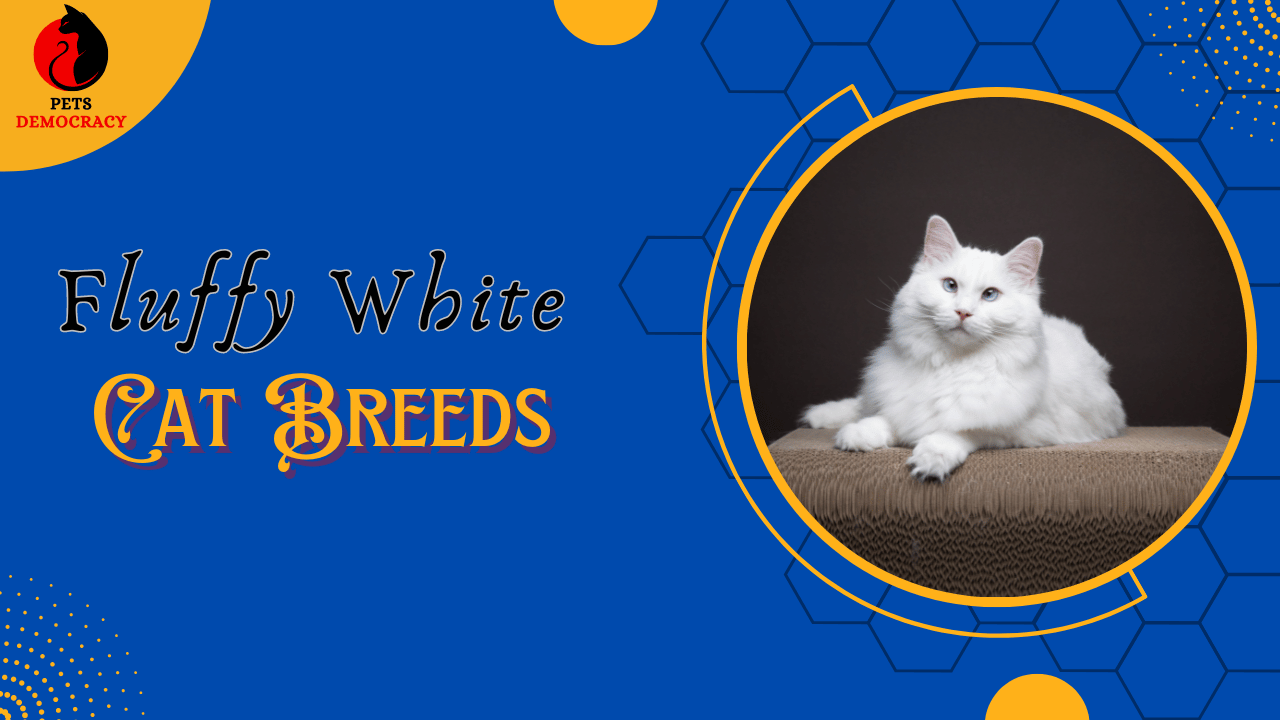 Fluffy White Cat Breeds