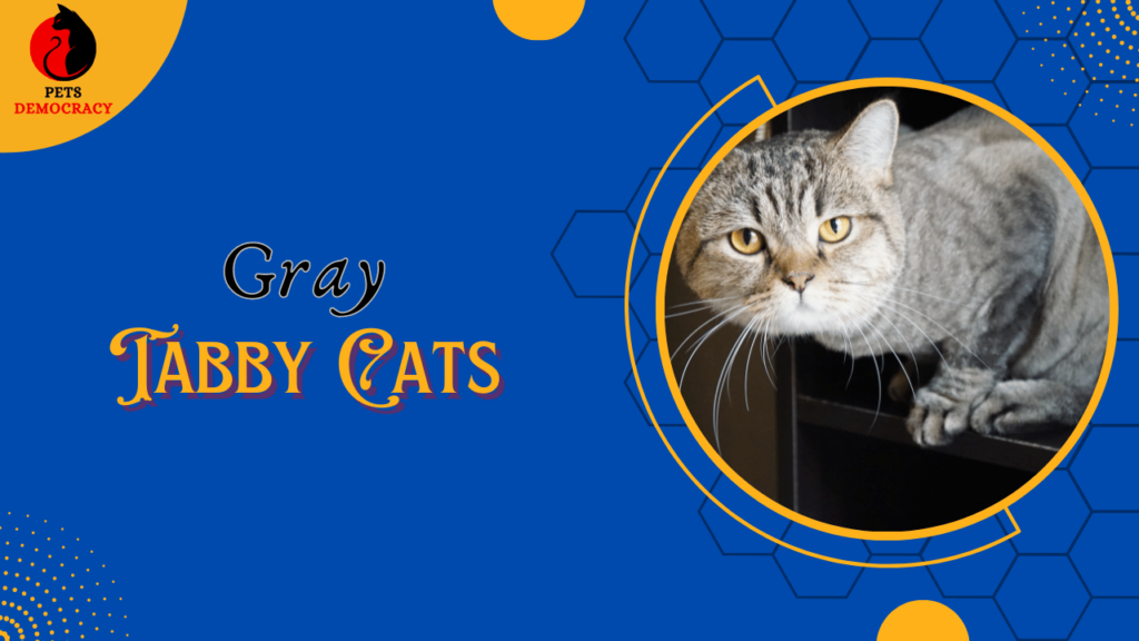 Gray Tabby Cats