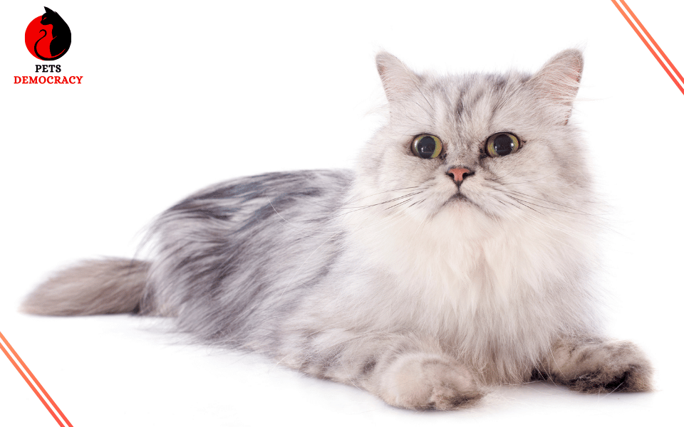 Fluffy White Cat Breeds