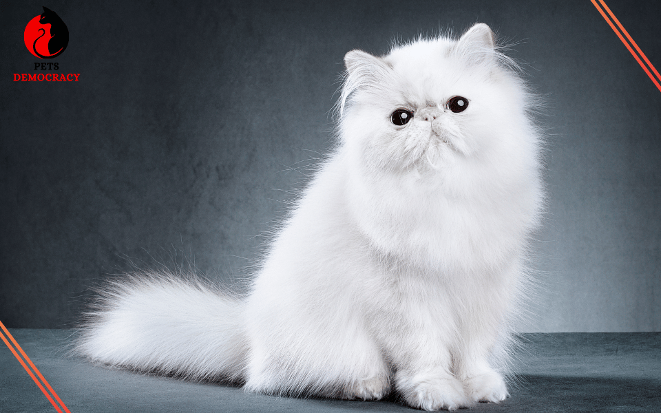 Persian Fluffy White Cat