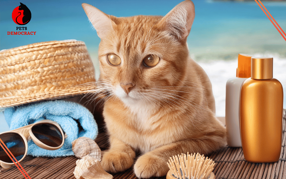 How to Keep Your Cat Cool in Summer