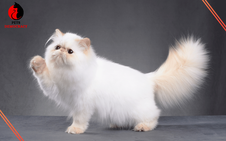 Persian Fluffy White Cat