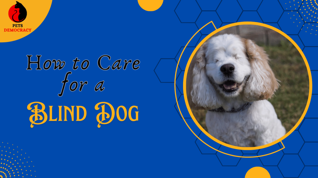 How to Care for a Blind Dog