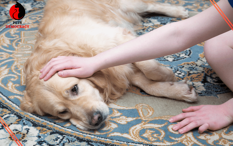 How to Care for a Blind Dog