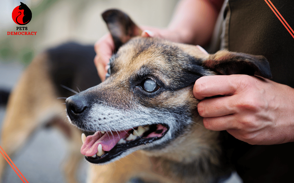 How to Care for a Blind Dog