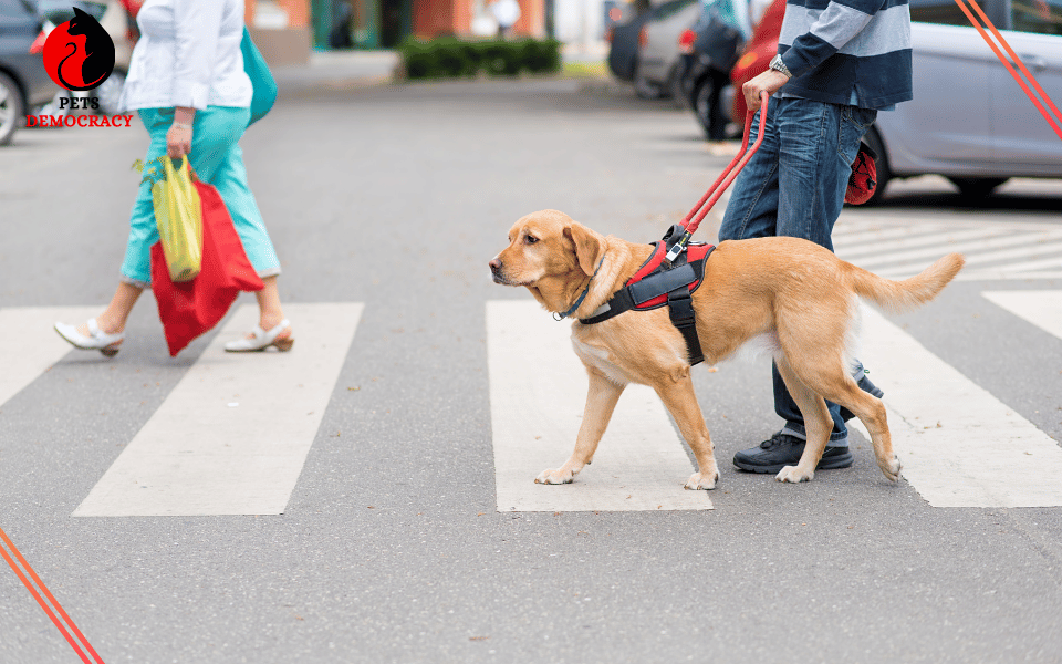 How to Care for a Blind Dog