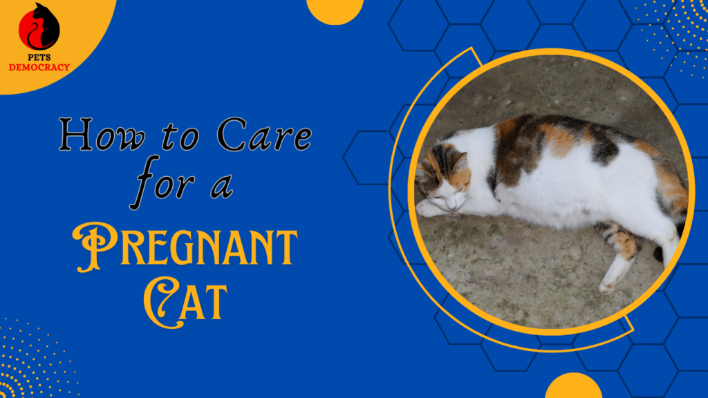 How to Care for a Pregnant Cat