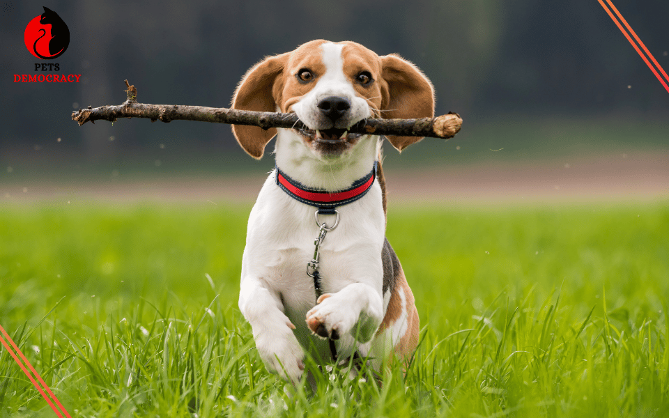 Best Dog Food for Beagles 2024