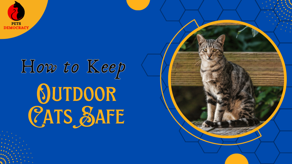 How to Keep Outdoor Cats Safe