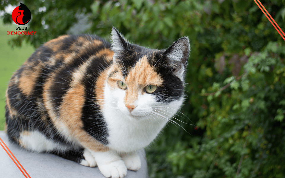 How to Keep Outdoor Cats Safe