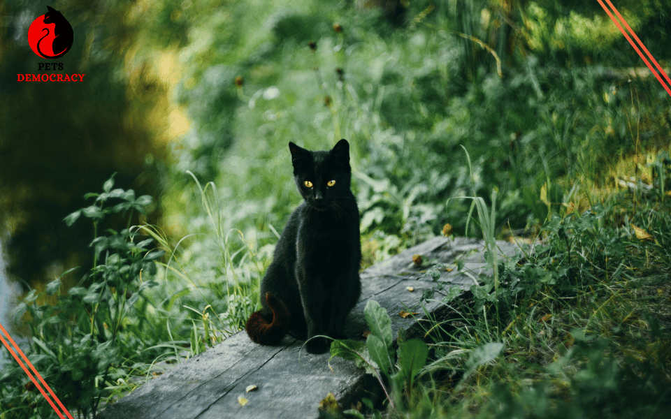 How to Keep Outdoor Cats Safe