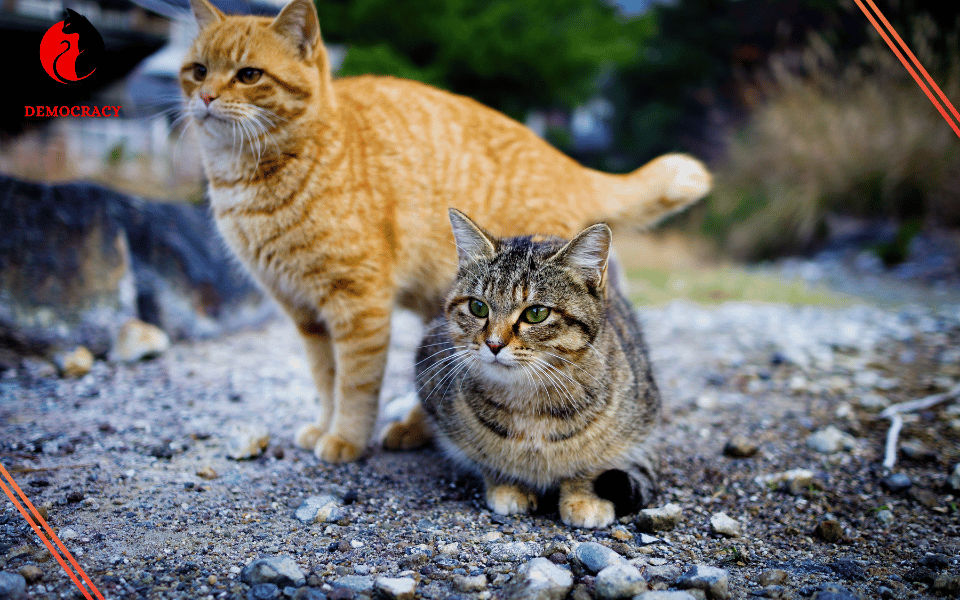 How to Keep Outdoor Cats Safe