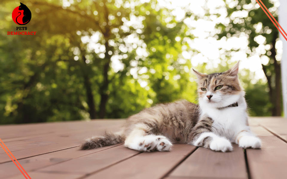 How to Keep Outdoor Cats Safe