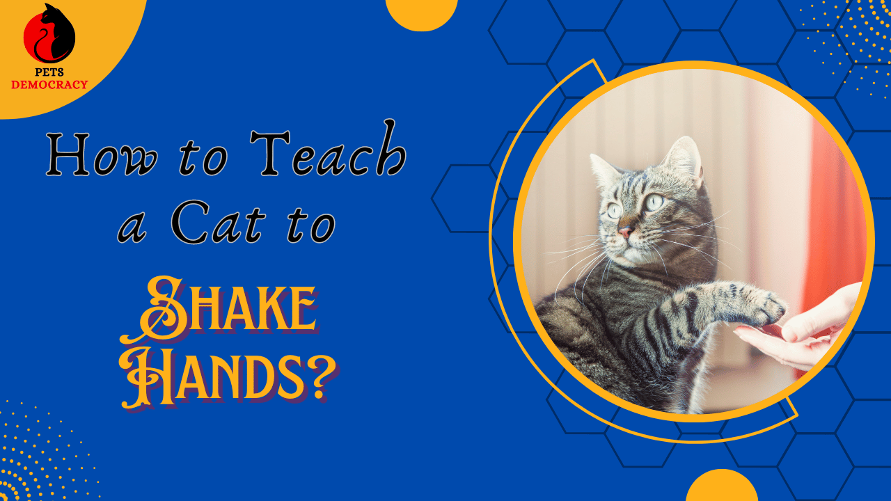 How to Teach a Cat to Shake Hands?