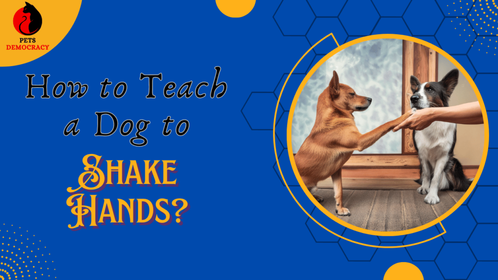 How to Teach a Dog to Shake Hands?