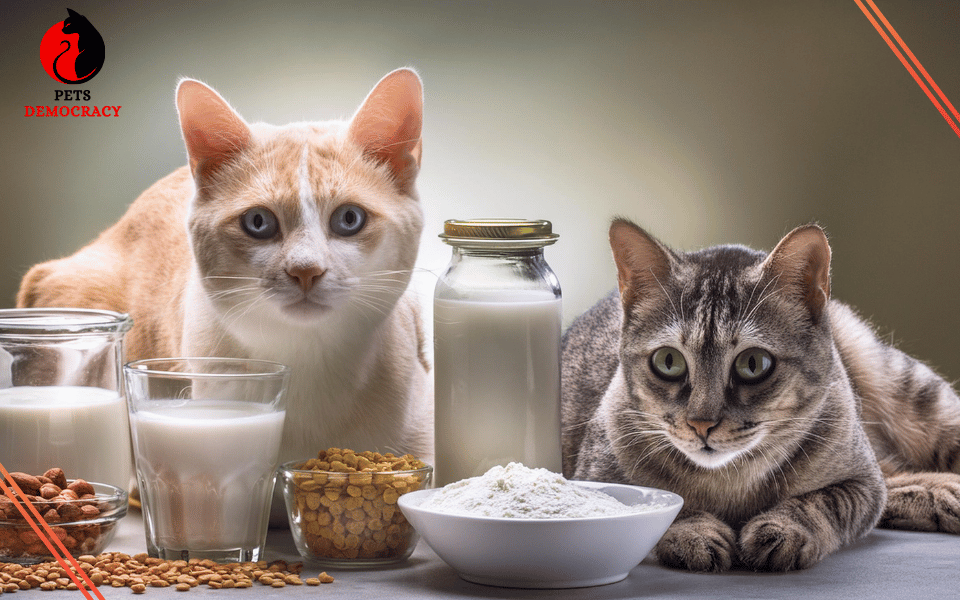 Benefits of Probiotics for Cats