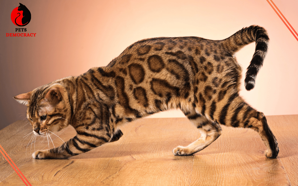 Orange Bengal Cats