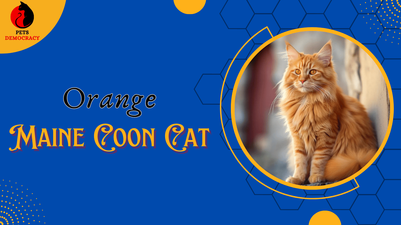 Orange Maine Coon Cat