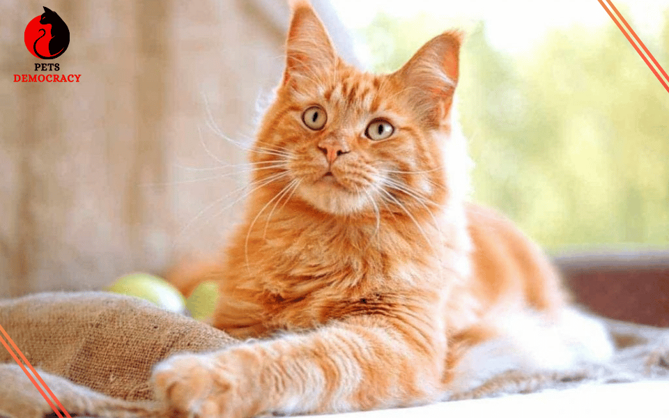 Orange Maine Coon Cat