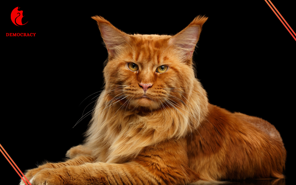 Orange Maine Coon Cat