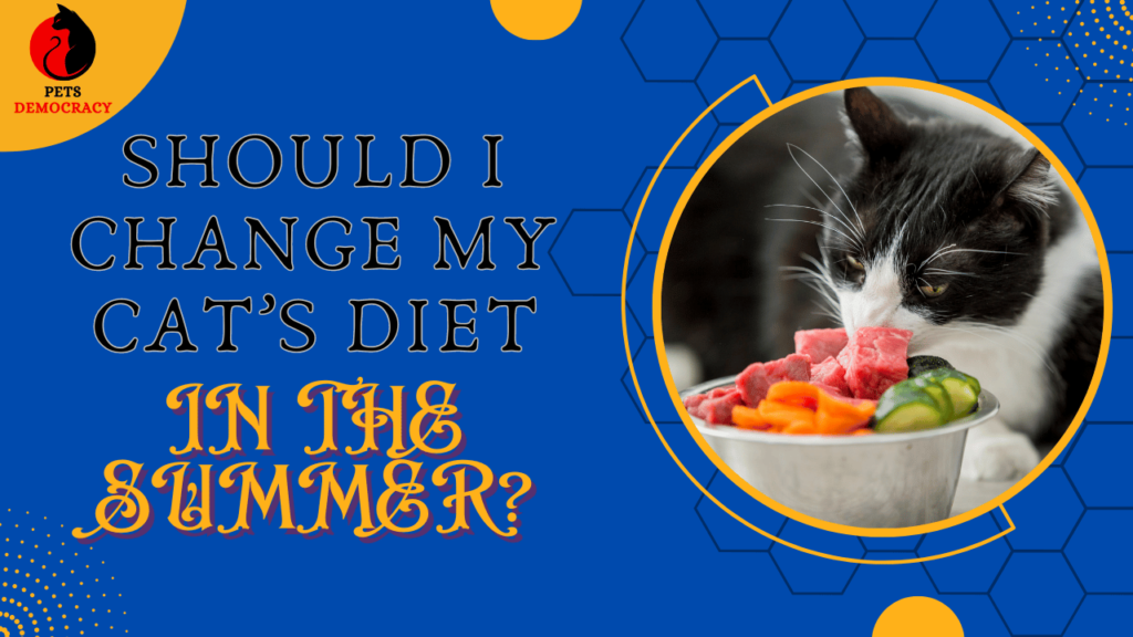 SHOULD I CHANGE MY CAT’S DIET IN THE SUMMER?