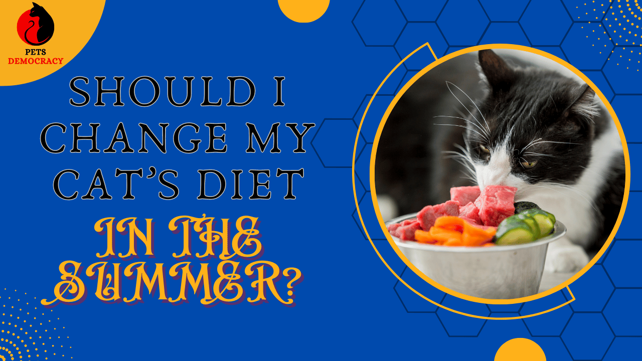 SHOULD I CHANGE MY CAT’S DIET IN THE SUMMER?