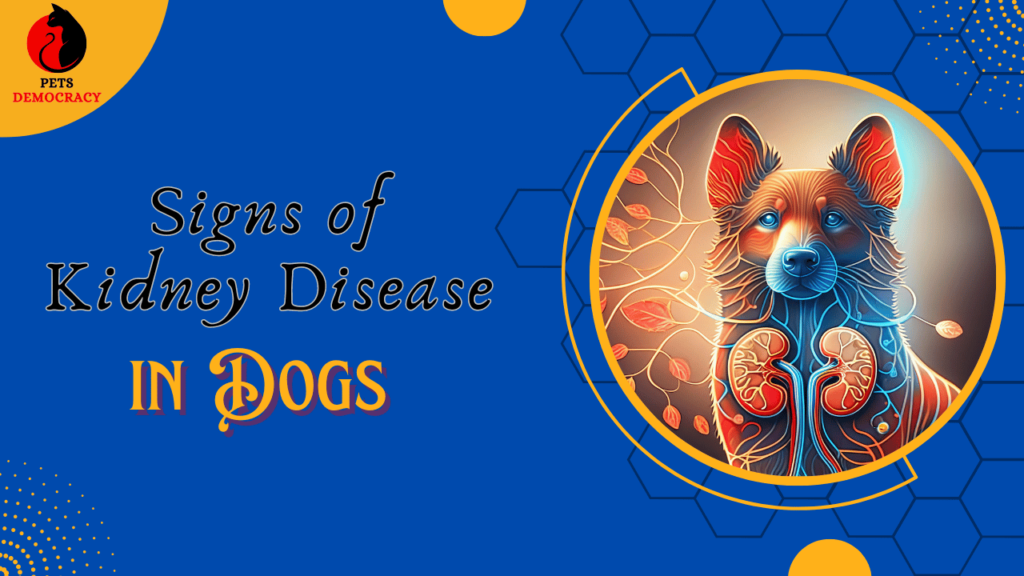 Signs of Kidney Disease in Dogs