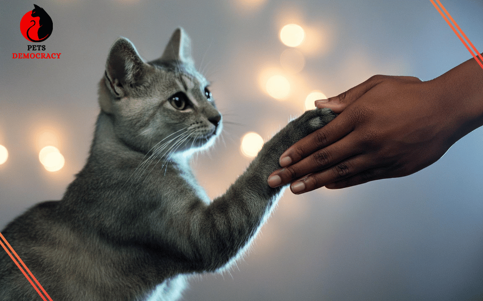 How to Teach a Cat to Shake Hands?