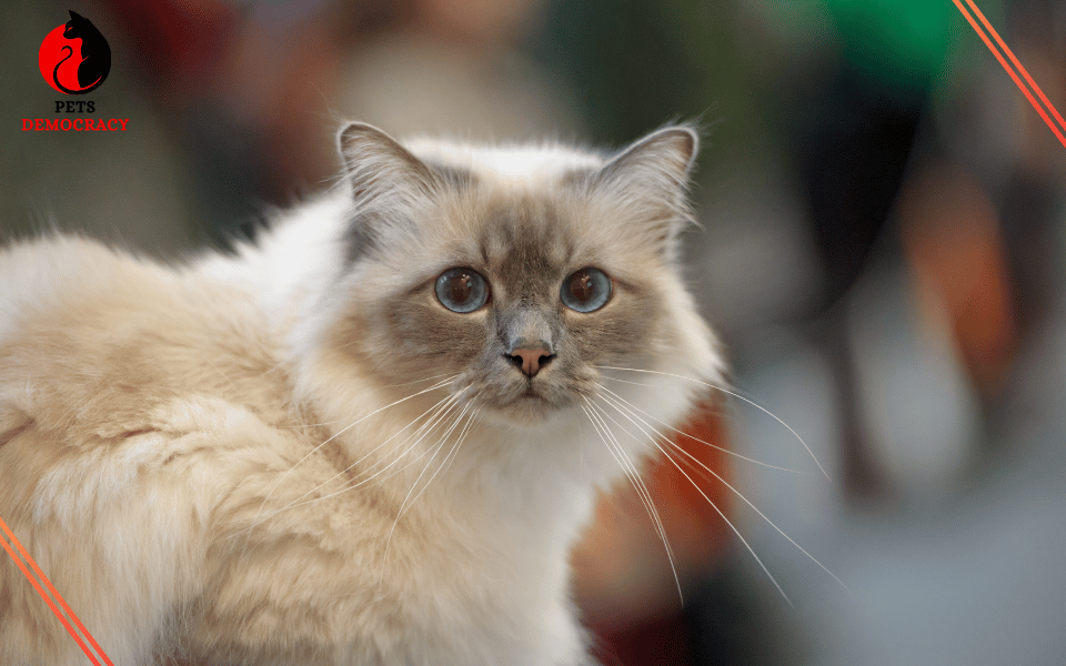 Fluffy White Cat Breeds