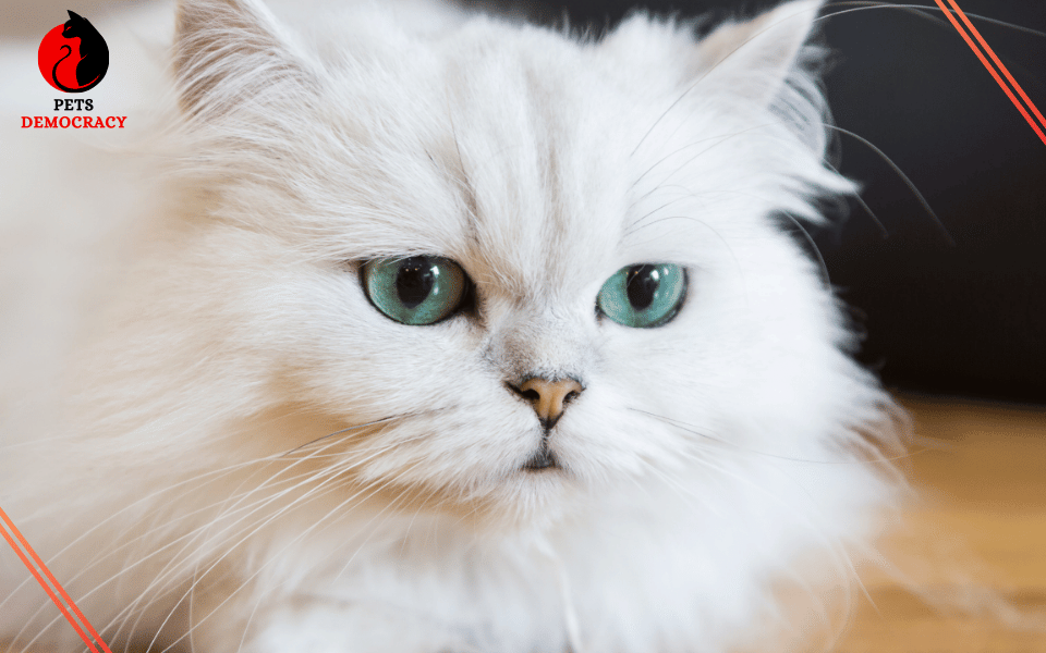 Fluffy White Cat Breeds