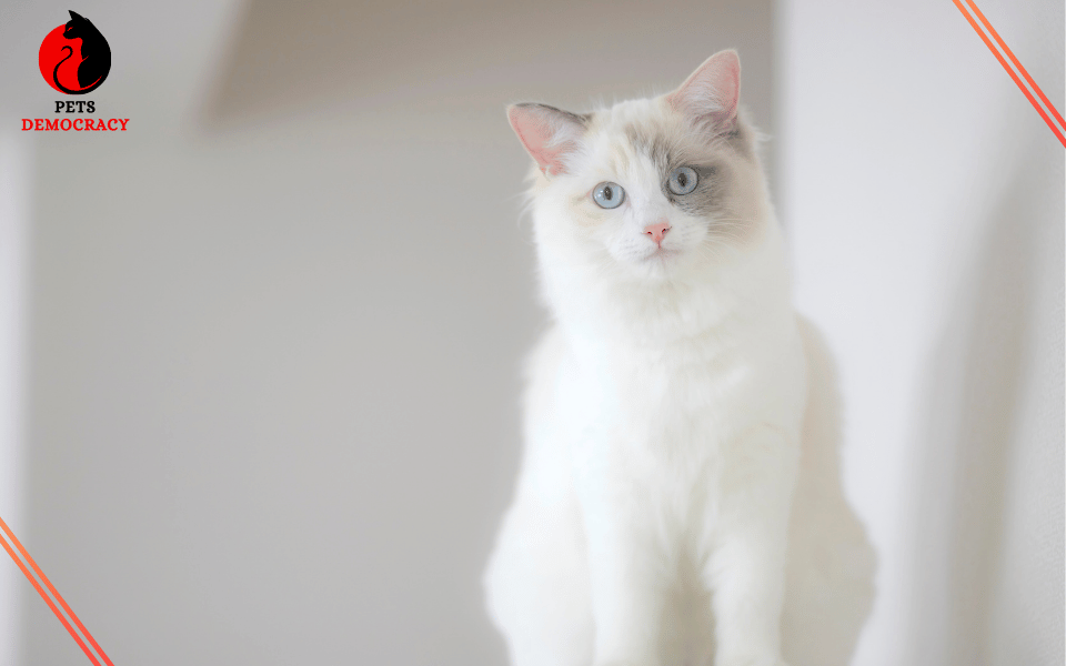 Fluffy White Cat Breeds