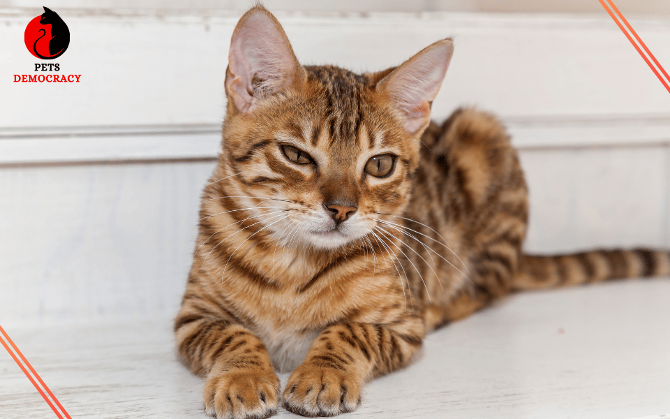 Orange Bengal Cats