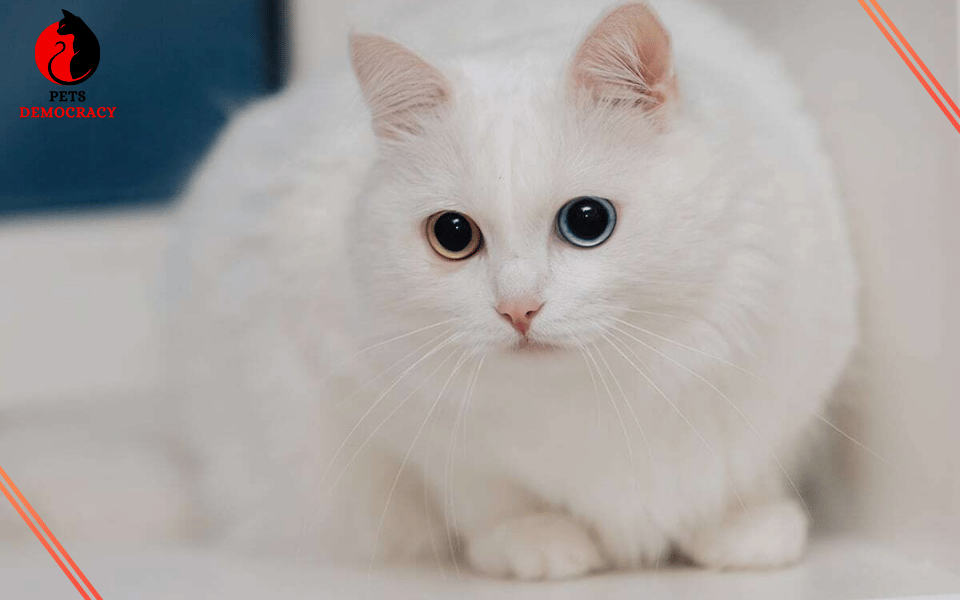 Fluffy White Cat Breeds