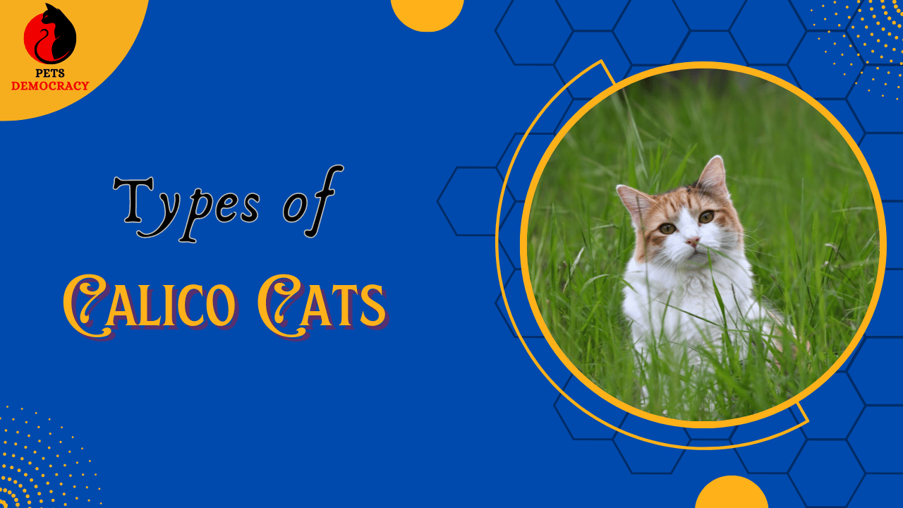 Types of Calico Cats