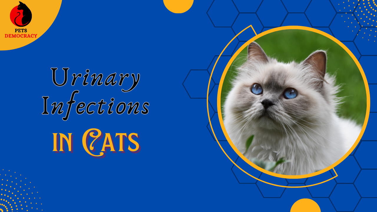 Urinary Infections in Cats