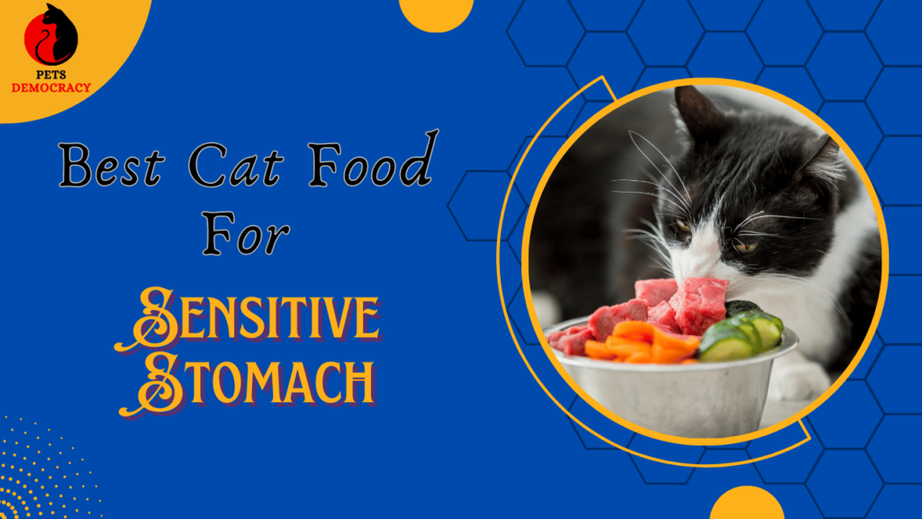 Best Cat Food For Sensitive Stomach