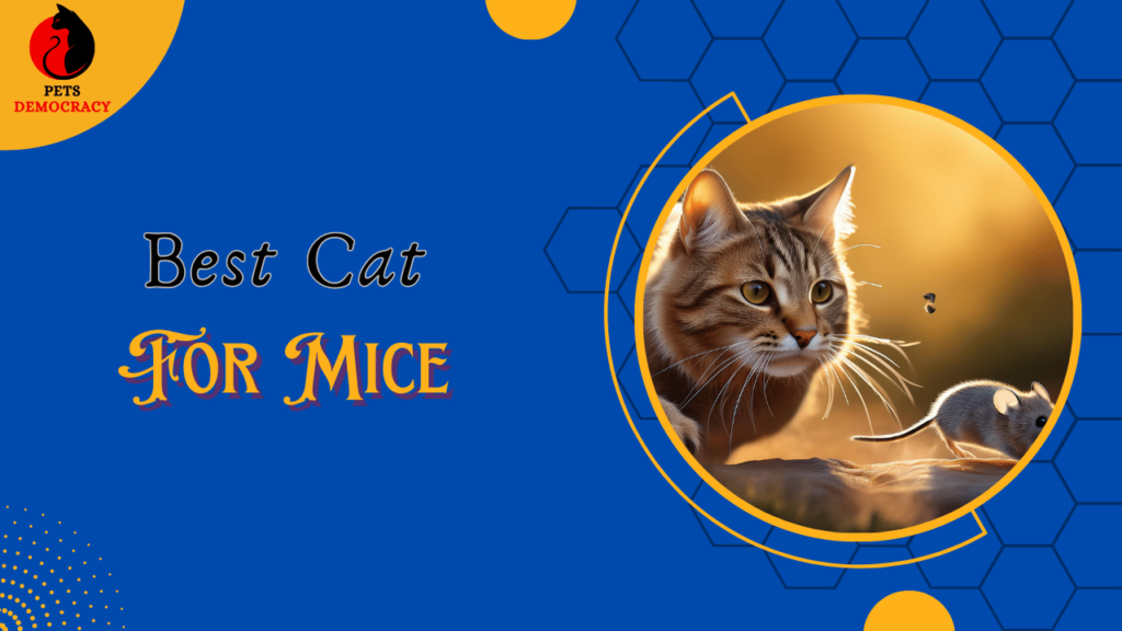 Best Cat For Mice