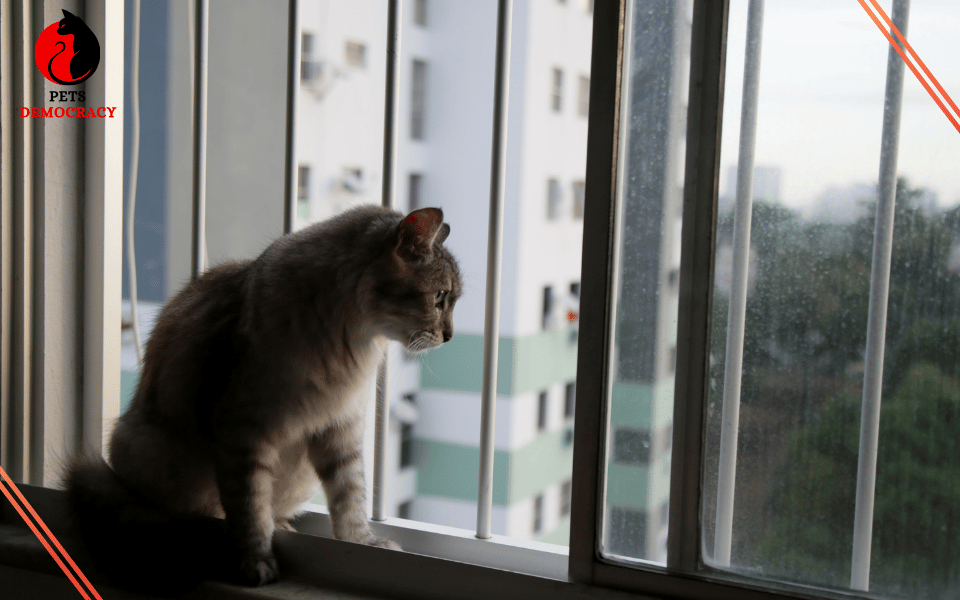 Best Cats for Apartments