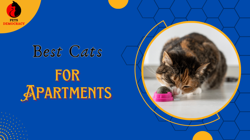 Best Cats for Apartments