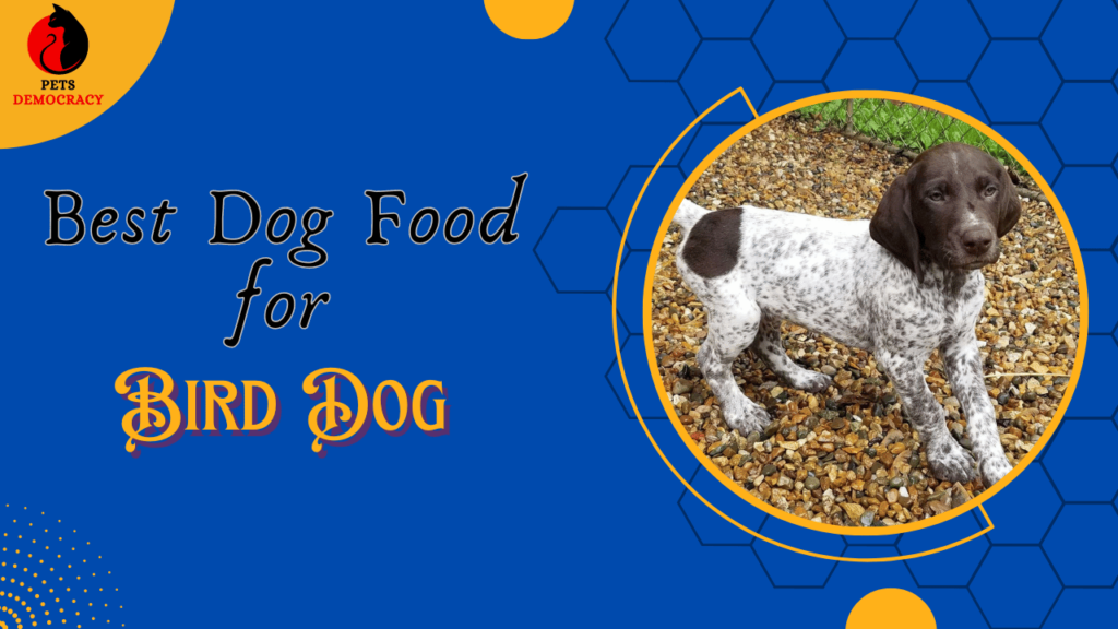 Best Dog Food for Bird Dogs