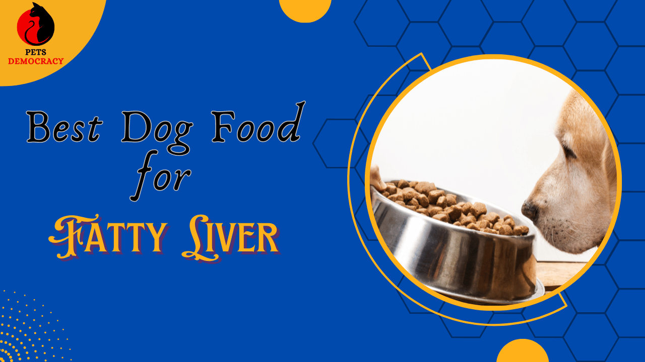 Best Dog Food for Fatty Liver