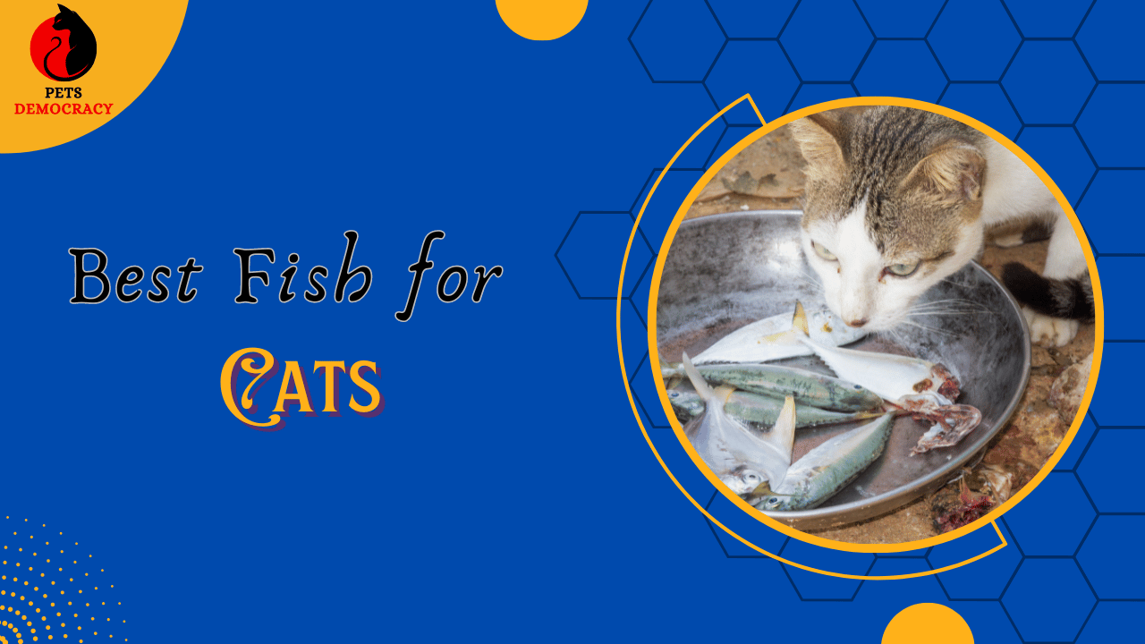 Best Fish for Cats