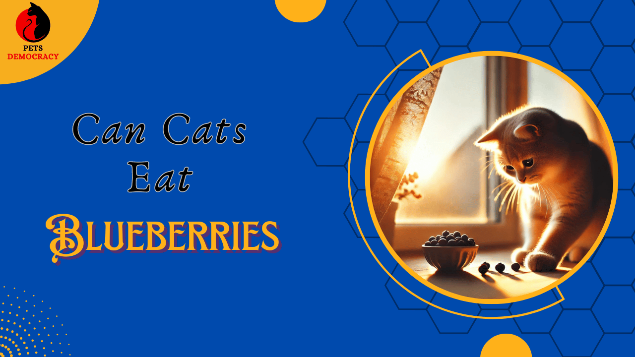 Can Cats Eat Blueberries