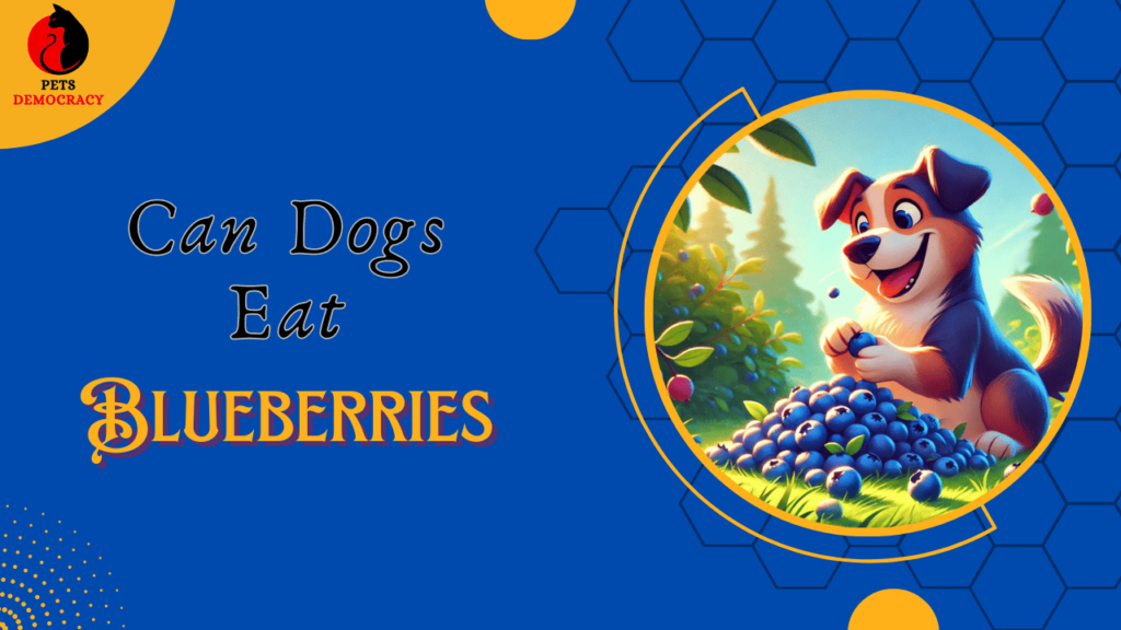 Can Dogs Eat Blueberries