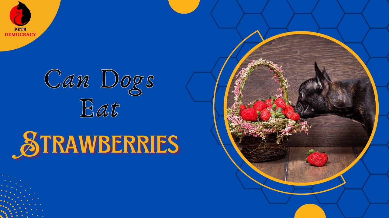 Can Dogs Eat Strawberries