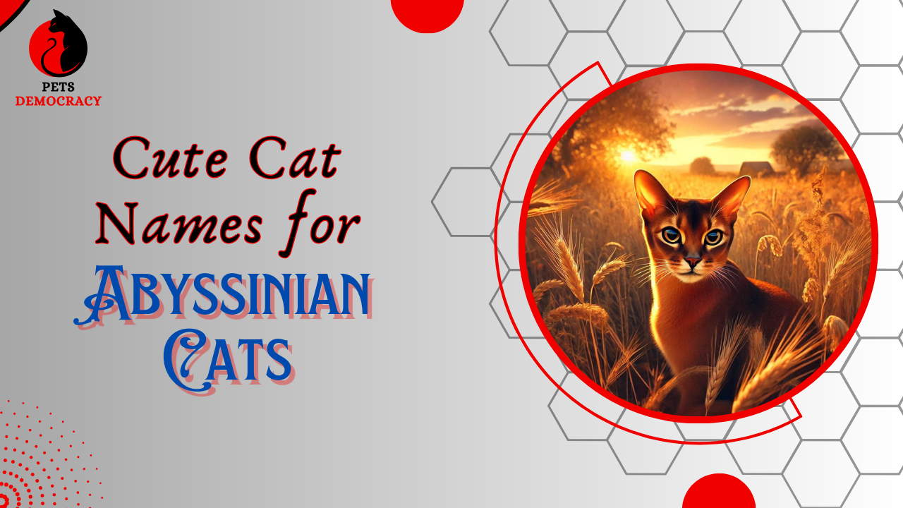 Cute Cat Names for Abyssinian Cats